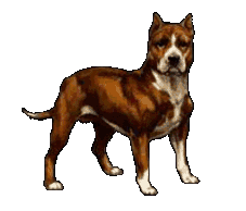 boxer