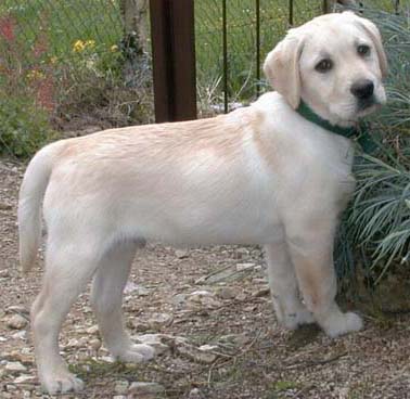labrador
