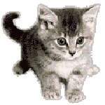 chaton 