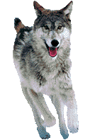 huski